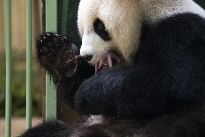 在法国的中国雌性大熊猫「欢欢」2日淩晨顺利产下双胞胎。新华社图片