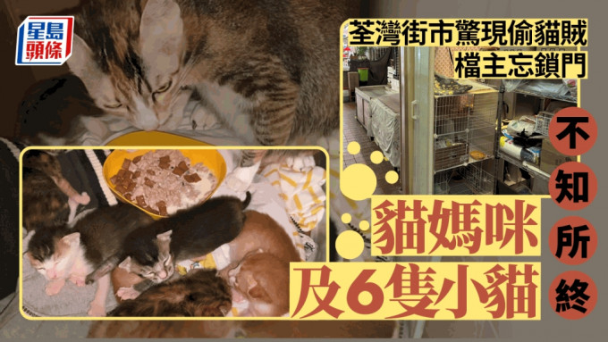 荃灣整衫店一窩小貓被偷去。貓主提供