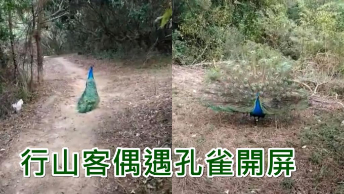 行山客在元朗大棠谷偶遇孔雀。网上影片截图