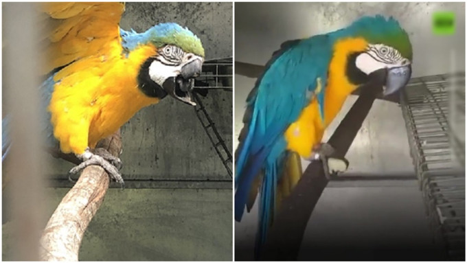 马克斯装上3D打印鸟喙（右），毫无违和感。互联网图片