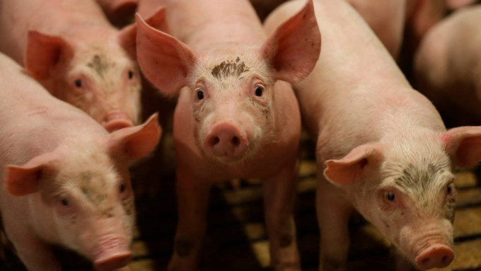 日本佐賀52年來再爆豬瘟，1萬隻豬本周內遭撲殺。（路透社資料圖片）