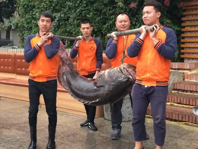 钓鱼爱好者在广西北海钓到重达105公斤巨龙趸。(网图)