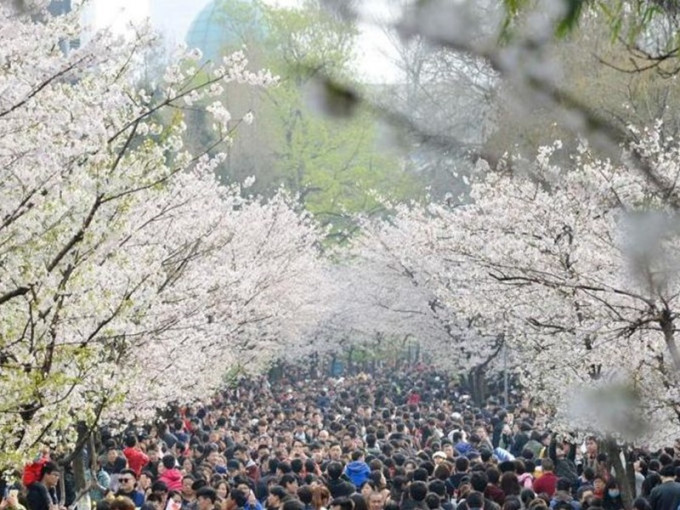 櫻花大道吸引了數以萬計的賞櫻市民。圖：騰訊