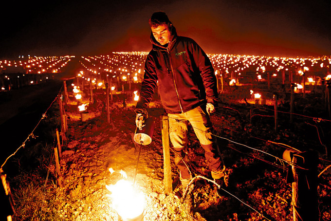 ■法國夏布利葡萄酒產區四月霜凍，農主大清早在葡萄園開暖氣。