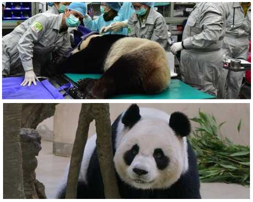 「圆圆」接受人工授精，「造熊猫」成败预计7月初揭晓。