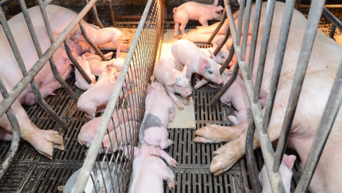 新田一个持牌猪场验出非洲猪瘟病毒，渔护署将扑杀场内900多只猪。示意图，非涉事猪场