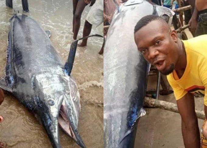 尼日利亞男子捕獲3米長大魚後，高興得與村民一同分吃。AfricaFactsZone twitter圖片