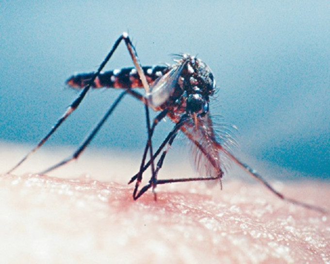 當局提醒市民應提高警覺，採取有效措施防治蚊患。資料圖片