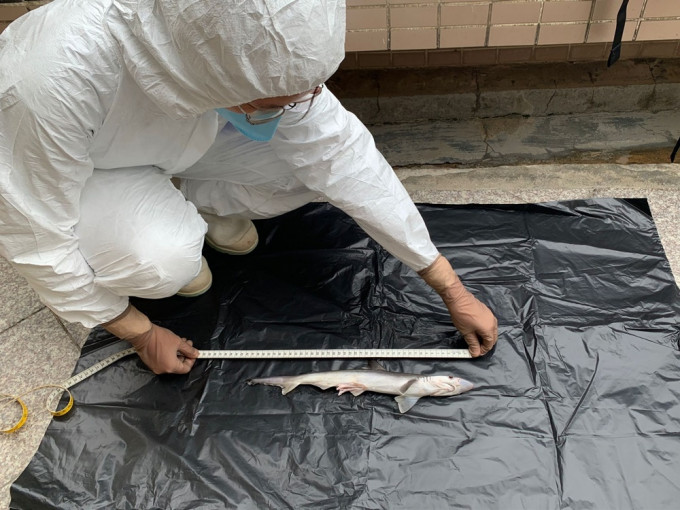 屯門蝴蝶灣發現擱淺鯊魚屍體。海洋公園保育基金圖片