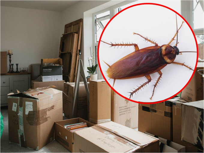 印度人妻因害怕蟑螂，3年内连换18个住所。网图