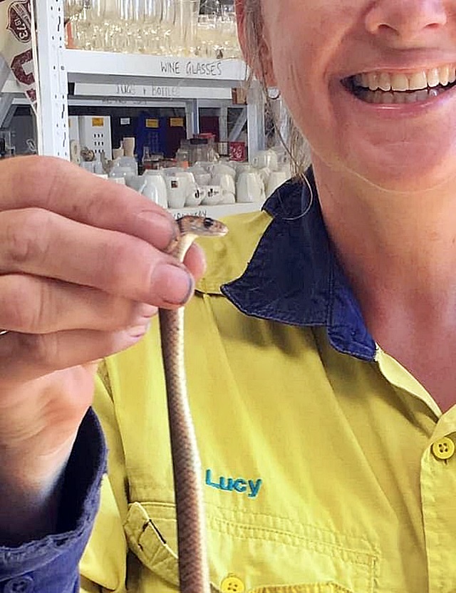 澳洲女子捉蛇自拍，幸无被咬，否则随时丧命。网图