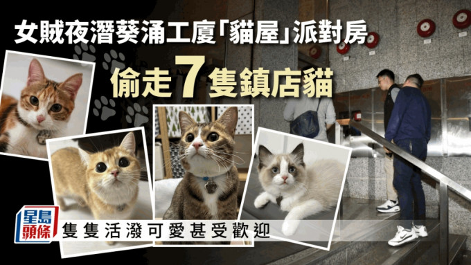 女賊夜潛葵涌工廈「貓屋」派對房 偷走7隻鎮店貓。