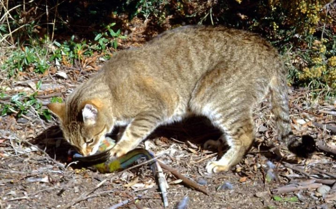 澳洲有大學研究發現，當地的野貓每天會捕殺過百萬隻爬蟲類動物，導致11種物種面臨絕種。