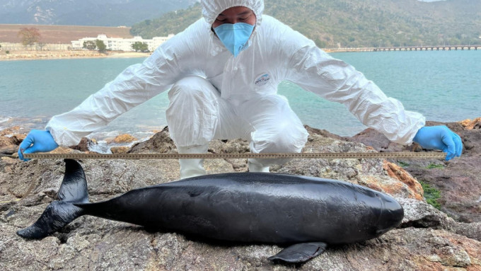 香港海洋公园保育基金今日（9日）再接报通知跟进一宗鲸豚搁浅个案，为本年度第十三宗。
