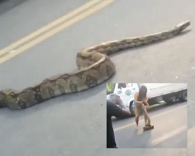 兩米巨蟒反轉巴西馬路，淡定索女單手擒獲。網上圖片