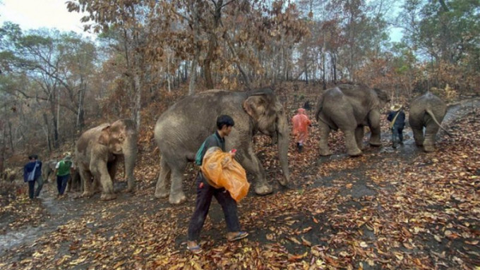逾百大象长途跋涉送返大自然。网图