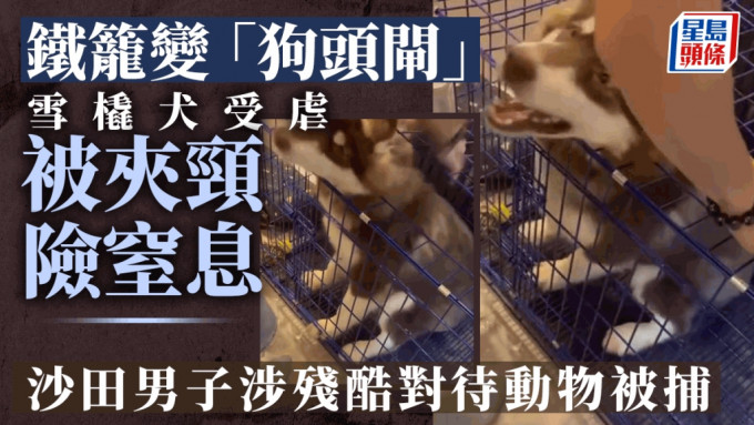 雪橇犬被人用铁笼盖夹颈，警方拘捕一名男子。fb「四条腿街坊福利会」片段截图