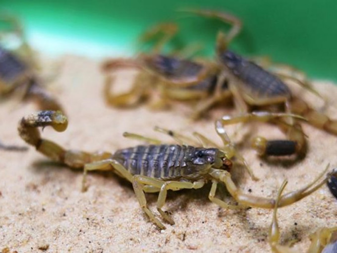 近日疑因大雨，导致大量蝎子入侵埃及民居。REUTERS