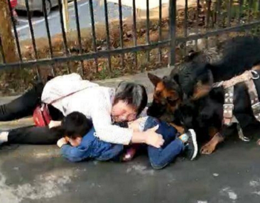 老人和小孩被兩隻狗咬著不放，並在在地上拖行。 網上圖片