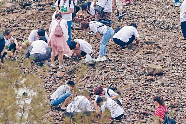 乌溪沙白石泥滩上月有一群内地人，在泥滩上挖走蚬及海参。资料图片