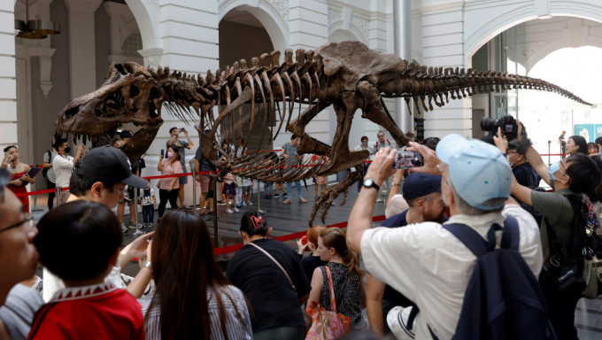 暴龙化石公开展览，吸引大批新加坡市民参观。新华社图片