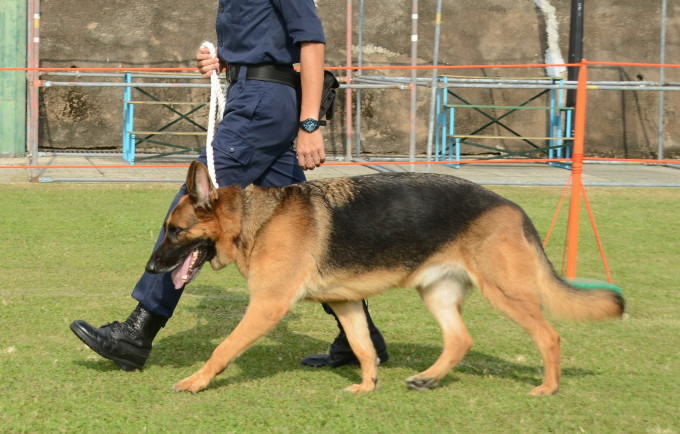 警犬。资料图片