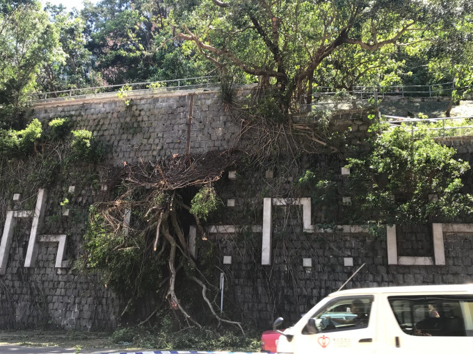 香港大学站对出一幅石墙上，有大树被吹倒。