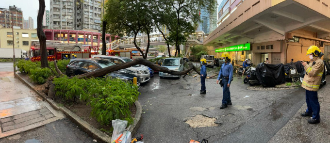 荃湾有大树倒塌击中停泊私家车。