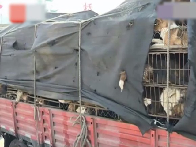 蕭山警方查獲一輛載有600多隻狗的貨車，懷疑運送到當地餐廳供食用。 網上圖片