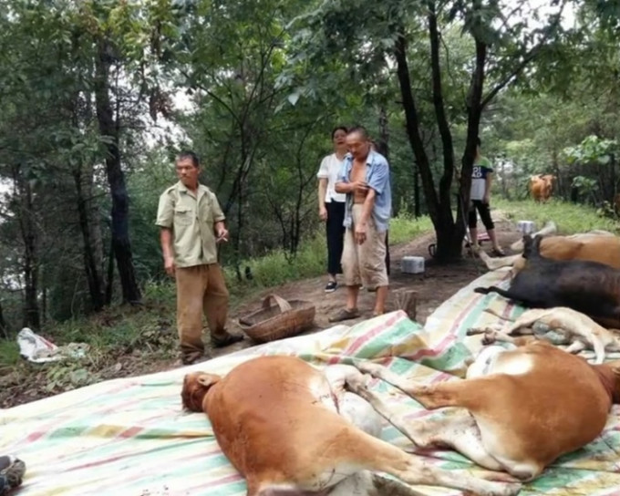 朱善福在村民協助下將牛運下山。