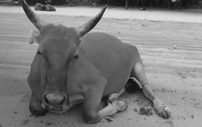 貝澳黃牛Billy腸道阻塞死亡。