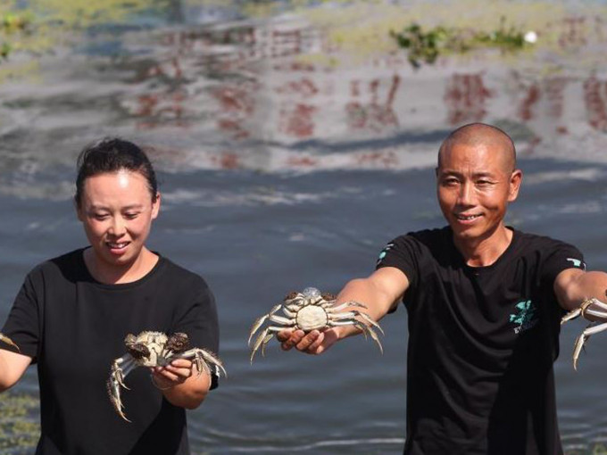 今日是阳澄湖大闸蟹开捕节。互联网图片