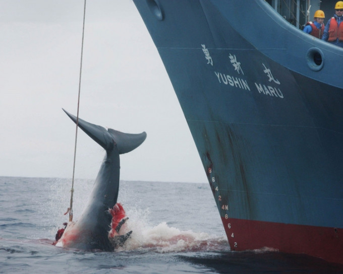 國際社會一直對日本施加停止捕鯨的壓力。網圖