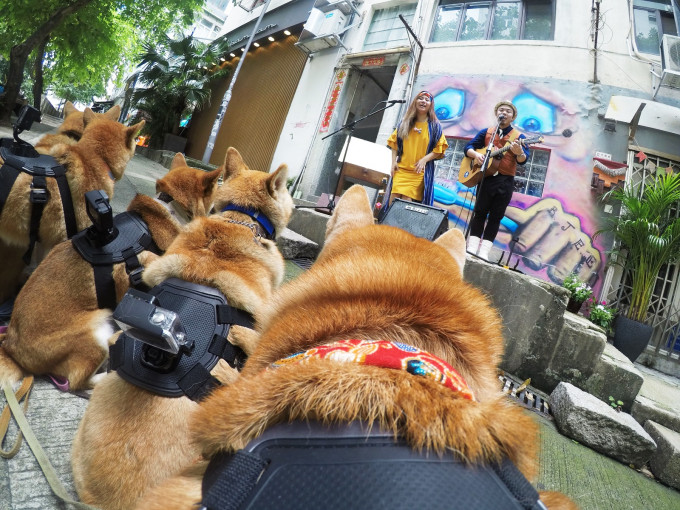 狗狗化身攝影師，背上自動感應狗狗擺尾即會拍攝的改良版GoPro相機。