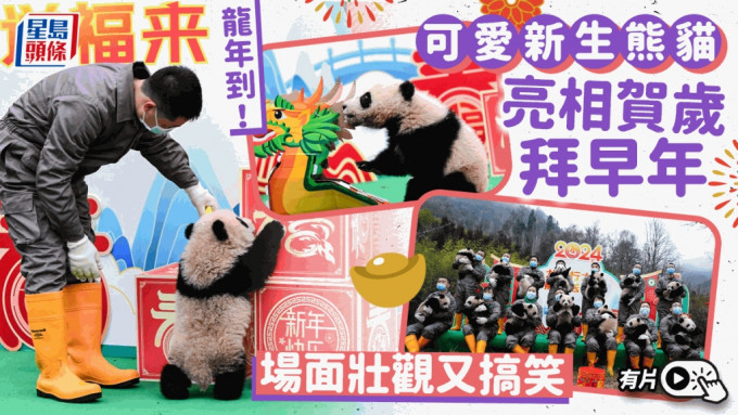 可愛新生大熊貓亮相向公眾拜早年。