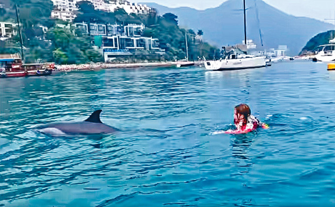 愈來愈多市民與南區的亞熱帶斑海豚互動，引起關注。