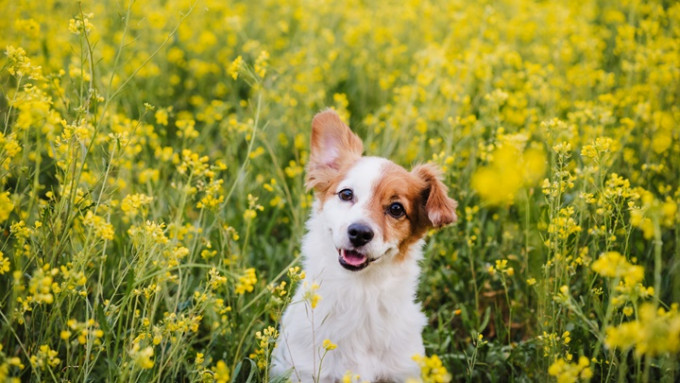 福建省通過動物防疫條例，規定不得隨意棄養狗隻。iStock示意圖