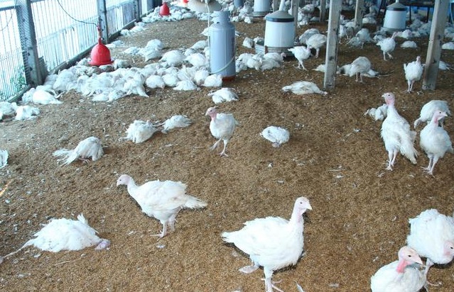 台南市火雞驗出帶H5N6禽流感病毒。中央社資料圖片