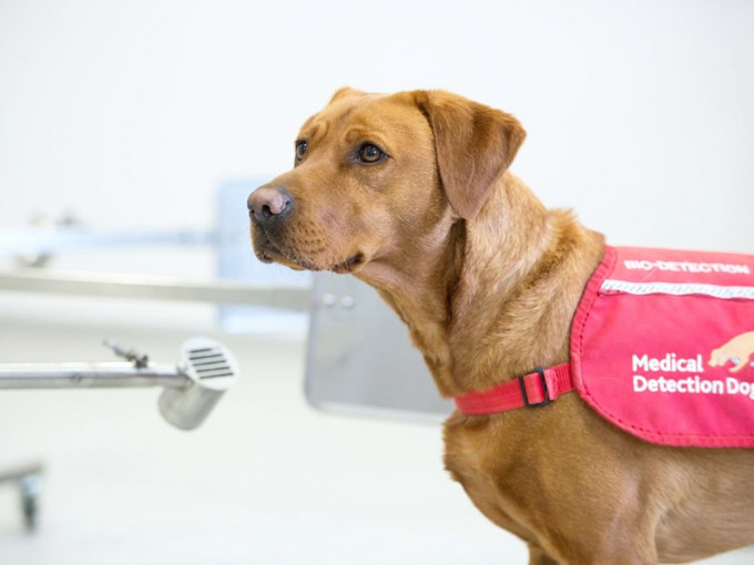 英國計畫利用偵測犬找出無症狀感染者。網圖