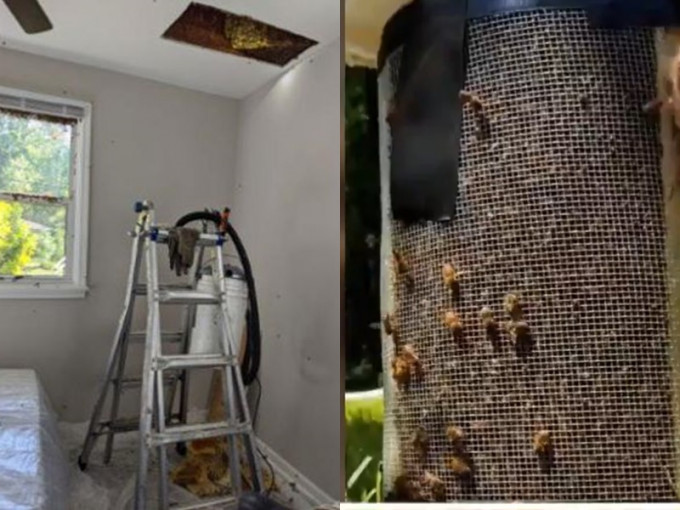男子發現家中天花板內竟住著10萬隻蜜蜂。網圖