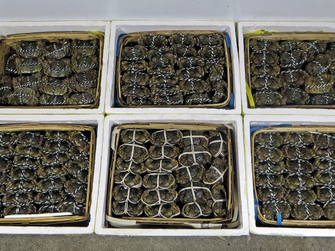 海关日前截获一批无衞生证明书的大闸蟹。资料图片