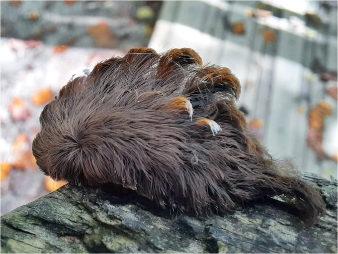 美國維吉尼亞州出現一種詭異的「毛毛蟲」，觸碰後會令人全身劇痛。網圖