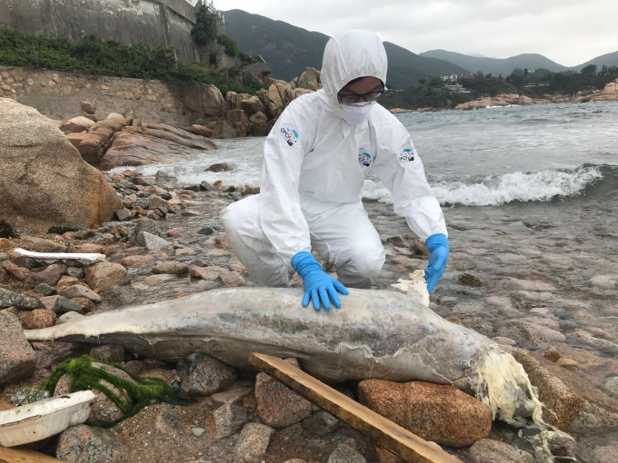 成年江豚石澳搁浅，尸身腐烂送海洋公园解剖。海洋公园保育基金图片