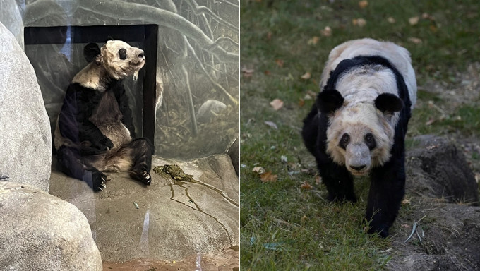 旅美大熊猫丫丫健康状况令人担忧，网民呼吁尽早接回国，知情人表示已有专家赴美照看。