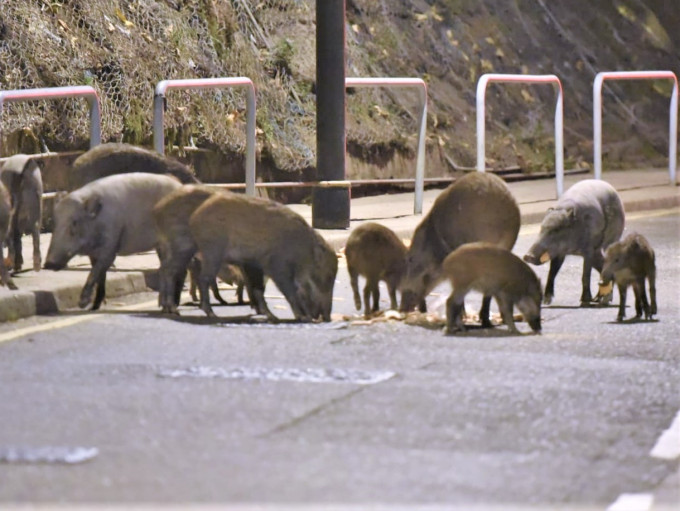 漁護署否認捕捉野豬做法不人道。資料圖片