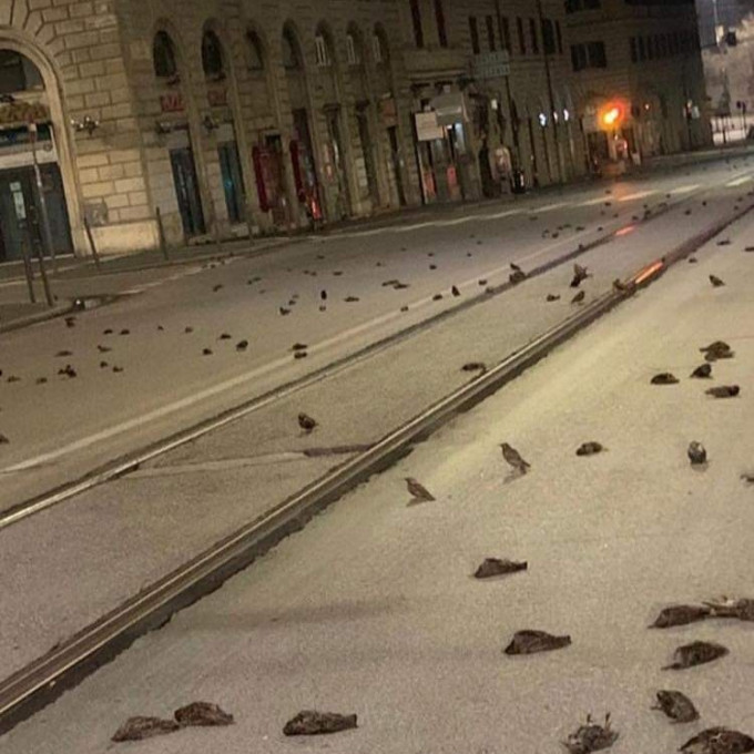 羅馬數百隻鳥當街死亡。網上圖片