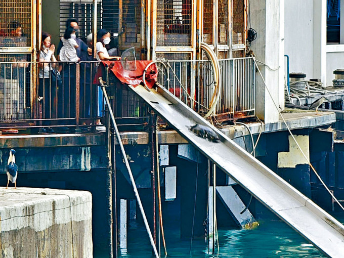 市民在北角码头将放生鱼用特制的铁滑梯瀡落海。