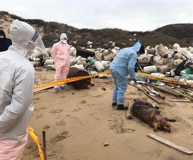 金门去年12月31日发现1只疑似从大陆漂来的死猪。网上图片