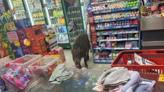 陕西野猪冲入超市。