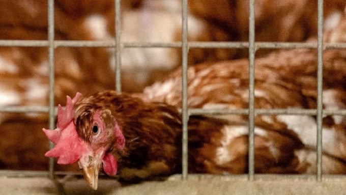 德國石勒蘇益格爆發高致病性H5N8禽流感。
